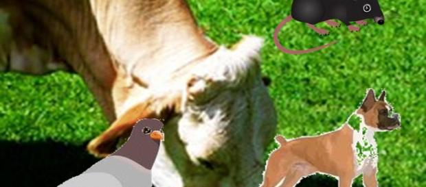 Animais utilizados para pesquisas laboratoriais. Animais utilizados para pesquisas laboratoriais.
