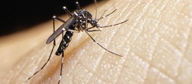 Mosquito transmisor del virus. Mosquito transmisor del virus.