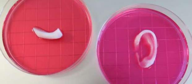 Orelha impresso em 3D. WFIRM/Nature Biology Orelha impresso em 3D. WFIRM/Nature Biology