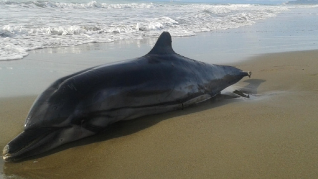Delfino adagiato morente in spiaggia