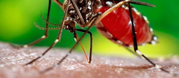 Virus se transmite por mosquitos "Aedes aegypti" Virus se transmite por mosquitos "Aedes aegypti"