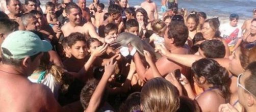 La folla tiene in mano il delfino per fotografarlo