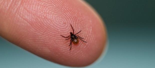 Garrapata Borrelia Mayonii y enfermedad de Lyme Garrapata Borrelia Mayonii y enfermedad de Lyme