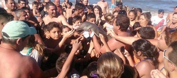 Il delfino raccolto sulla spiaggia Argentina Il delfino raccolto sulla spiaggia Argentina