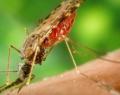 Virus Zika: Se registró el primer caso por transmisión sexual