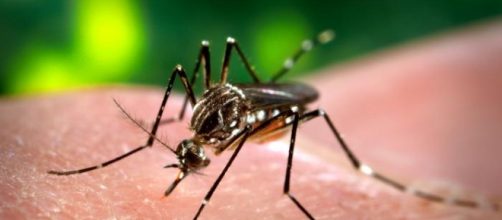 Le punture di insetto trasmettono il virus Zika