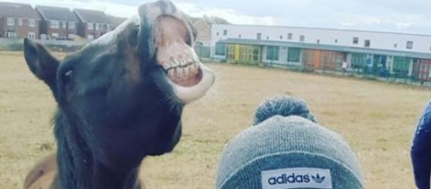 A dona do cavalo exige metade do prémio A dona do cavalo exige metade do prémio