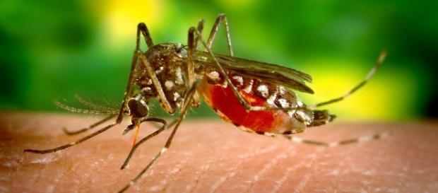 Comportamento do Aedes Aegypti é diferente Comportamento do Aedes Aegypti é diferente