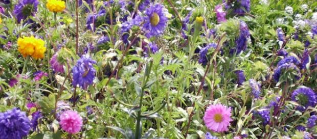Diversidad botánica. La evolución de la vida Diversidad botánica. La evolución de la vida