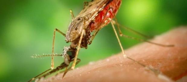El temible virus zika es imparable El temible virus zika es imparable