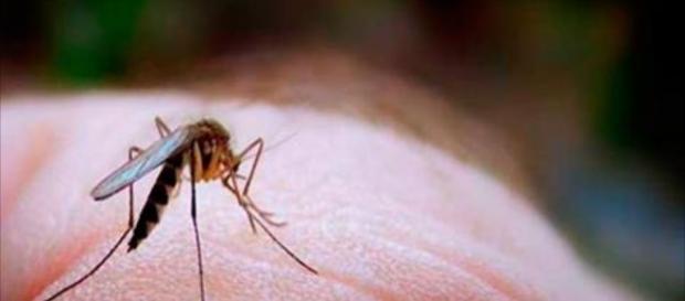 El virus Zika, poco conocido hasta el momento El virus Zika, poco conocido hasta el momento