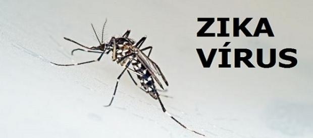 Mosquito transmissor de Dengue, Chikungunya e Zika Mosquito transmissor de Dengue, Chikungunya e Zika