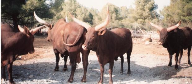 Reserva El Rincón. Aldea del Fresno (Madrid) Reserva El Rincón. Aldea del Fresno (Madrid)