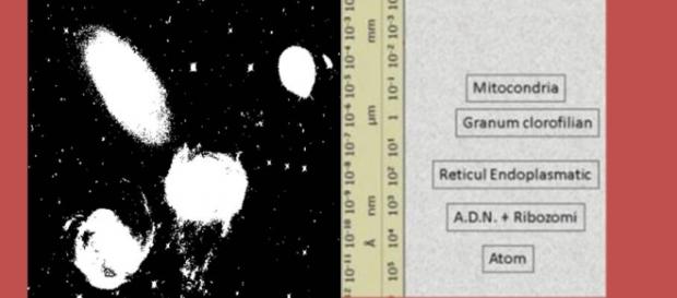 Teoria structurii electromagnetice a universului Teoria structurii electromagnetice a universului
