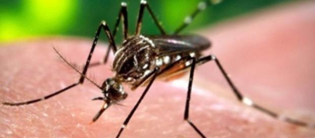 Zika is spead by mosquitos (click2houston.com) Zika is spead by mosquitos (click2houston.com)