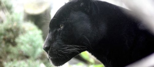 Black Panther. Image: pixabay.com