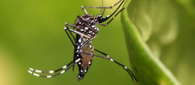 Mosquistos transgêneros causam discussão Mosquistos transgêneros causam discussão