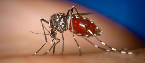 Le zanzare sono il principale vettore dello zika