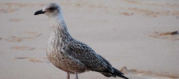 Pequeña cría de gaviota genera cadena humana Pequeña cría de gaviota genera cadena humana