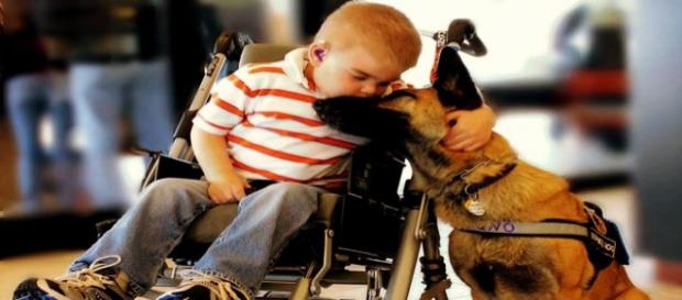 Se van convirtendo en algo más que una mascota Se van convirtendo en algo más que una mascota