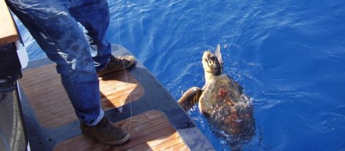 Tartarughe marine salvate a Napoli