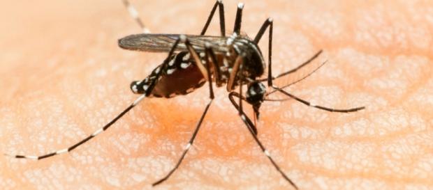 Un esemplare di zanzara Aedes aegypti Un esemplare di zanzara Aedes aegypti