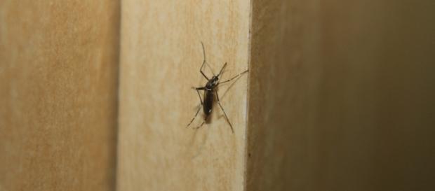 Zika vírus: entenda mais sobre Zika vírus: entenda mais sobre