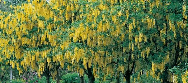Alberi di betulla in fioritura Alberi di betulla in fioritura