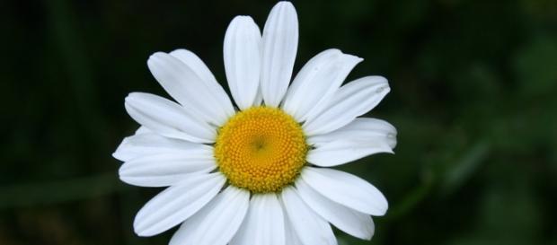 Una margherita, ora potrà definirsi petalosa. Una margherita, ora potrà definirsi petalosa.