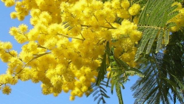 Festa delle donne 2016: ecco quando