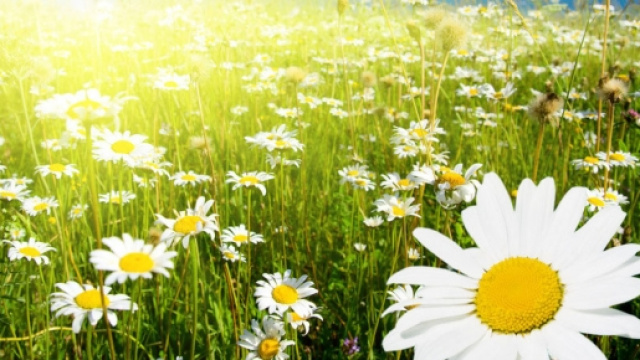 Petaloso, il neologismo di Matteo