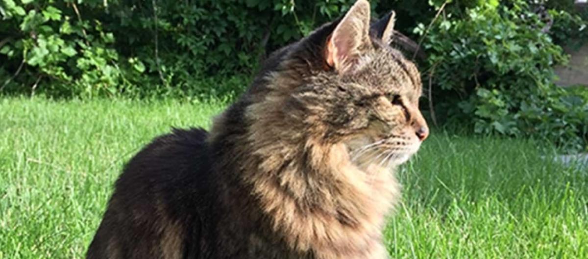 Il Gatto Più Vecchio Del Mondo Ha 121 Anni Umani Foto