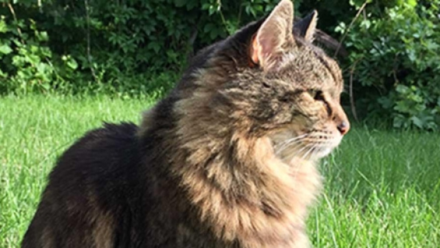 Corduroy, il gatto più vecchio del mondo