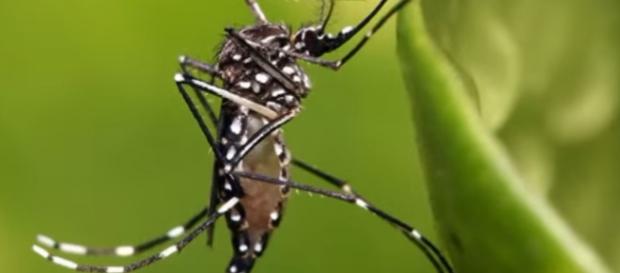 El "mosquito tigre" es el responsable del zika El "mosquito tigre" es el responsable del zika