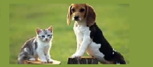 Es mejor tener un perro que un gato Es mejor tener un perro que un gato