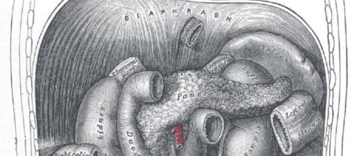 Diagram of pancreas (Gray's Anatomy public domain)