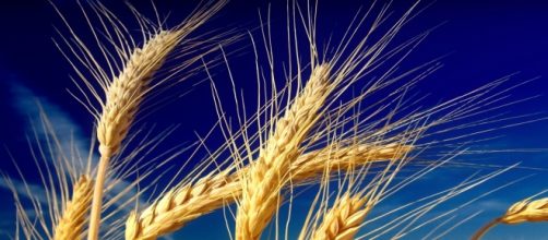 Il grano è sotto esame, è salutare?