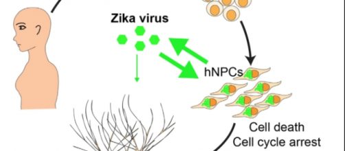 Il virus Zika e la maturazione dei neuroni