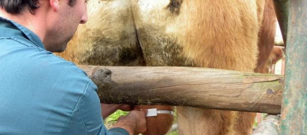 A taurina é extraída dos testículos do touro A taurina é extraída dos testículos do touro