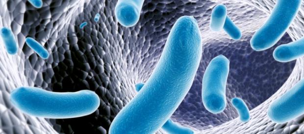 Salmonella Typhi, responsável pela febre tifoide. Salmonella Typhi, responsável pela febre tifoide.