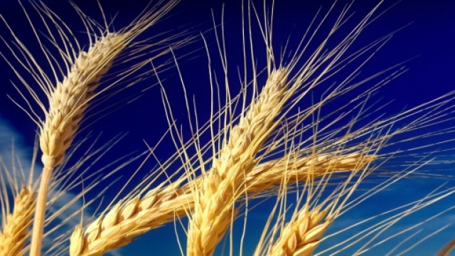 Il grano è sotto esame, è salutare?