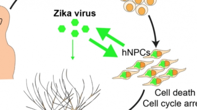 Il virus Zika e la maturazione dei neuroni