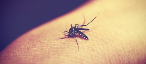 Virus Zika in Italia con zanzara tigre?