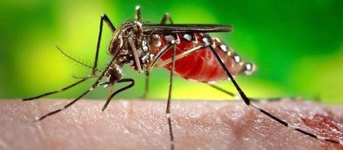 Virus Zika: trasmissione anche per via sessuale