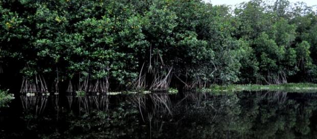 El manglar es un bosque pantanoso El manglar es un bosque pantanoso