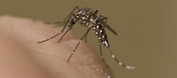 Mosquito causante del virus Zika Mosquito causante del virus Zika