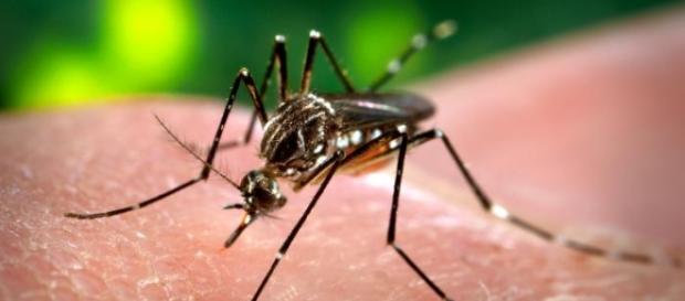 Mosquito transmisor del virus del zika Mosquito transmisor del virus del zika