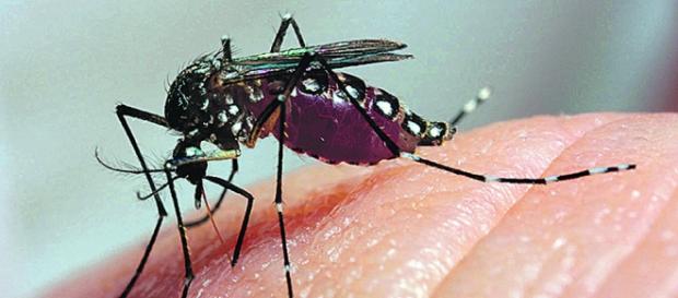O vírus é transmitido pelo mosquito Aedes Aegypti. O vírus é transmitido pelo mosquito Aedes Aegypti.
