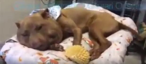 Palla, la cagnolina quasi decapitata Palla, la cagnolina quasi decapitata