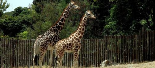 Le giraffe nel loro ambiente dedicato